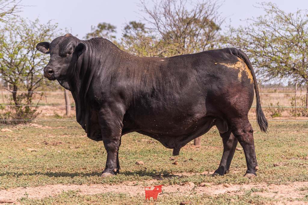 INDIVIDUAL 1 - RP 1812