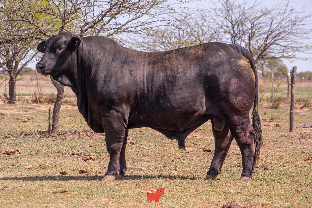 INDIVIDUAL 3 - RP 812